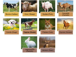 Bovine (Cattles) Ovis ( Sheep) Suidae (Pork)
Camelids
(Camels)
Canids (Dogs) Caprae (Goats) Filadae (Cats) Equnes (Horses)
Lagomorphs
(Rabbits)
Venison (Deer)
 