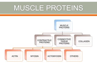 MUSCLE
PROTEINS
CONTRACTILE
PROTEINS
ACTIN MYOSIN ACTOMYOSIN OTHERS
CONNECTIVE
TISSUE
PROTEINS
COLLAGEN
 