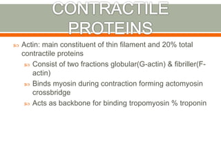  Actin: main constituent of thin filament and 20% total
contractile proteins
 Consist of two fractions globular(G-actin) & fibriller(F-
actin)
 Binds myosin during contraction forming actomyosin
crossbridge
 Acts as backbone for binding tropomyosin % troponin
 