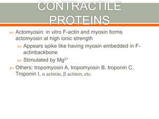 Actomyosin: in vitro F-actin and myosin forms
actomyosin at high ionic strength
 Appears spike like having myosin embedded in F-
actinbackbone
 Stimulated by Mg2+
 Others: tropomyosin A, tropomyosin B, troponin C,
Troponin I, α actinin, β actinin, etc.
 