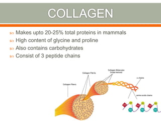  Makes upto 20-25% total proteins in mammals
 High content of glycine and proline
 Also contains carbohydrates
 Consist of 3 peptide chains
 