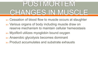  Cessation of blood flow to muscle occurs at slaughter
 Various organs of body including muscle draw on
reserve mechanism to maintain cellular hemeostasis
 Myofibril utilizes myoglobin bound oxygen
 Anaerobic glycolysis becomes dominant
 Product accumulates and substrate exhausts
 