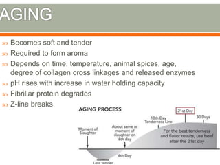  Becomes soft and tender
 Required to form aroma
 Depends on time, temperature, animal spices, age,
degree of collagen cross linkages and released enzymes
 pH rises with increase in water holding capacity
 Fibrillar protein degrades
 Z-line breaks
 