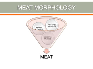MEAT
SMOOTH
MUSCLE
CARDIAC
MUSCLES
SKELETAL
MUSCLES
 