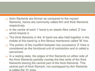  Actin filaments are thinner as compared to the myosin
filaments, hence are commonly called thin and thick filaments
respectively.
 In the centre of each ‘I’ band is an elastic fibre called ‘Z’ line
which bisects it.
 The thick filaments in the ‘A’ band are also held together in the
middle of this band by a thin fibrous membrane called ‘M’ line.
 The portion of the myofibril between two successive ‘Z’ lines is
considered as the functional unit of contraction and is called a
sarcomere.
 In a resting state, the edges of thin filaments on either side of
the thick filaments partially overlap the free ends of the thick
filaments leaving the central part of the thick filaments. This
central part of thick filament, not overlapped by thin filaments
is called the ‘H’ zone.
 