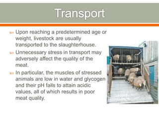  Upon reaching a predetermined age or
weight, livestock are usually
transported to the slaughterhouse.
 Unnecessary stress in transport may
adversely affect the quality of the
meat.
 In particular, the muscles of stressed
animals are low in water and glycogen,
and their pH fails to attain acidic
values, all of which results in poor
meat quality.
 