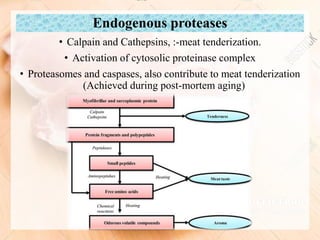 Meat and its functional proprties and basic meat processing procedure ...