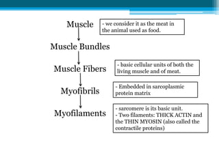 Muscle
Muscle Bundles
Muscle Fibers
Myofibrils
Myofilaments
- we consider it as the meat in
the animal used as food.
- bas...