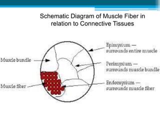 Schematic Diagram of Muscle Fiber in
relation to Connective Tissues
 