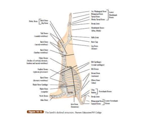 SHOULDER SQUARE PRIMAL 
The lamb shoulder is the primal cut that includes the upper front leg, the 
shoulder blade, ribs 1...