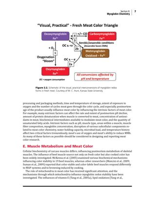 Section II: 7
Myoglobin Chemistry
processing and packaging methods, time and temperature of storage, extent of exposure to
oxygen and the number of cycles meat goes through the color cycle, and especially postmortem
age of the product usually influence meat color by influencing the intrinsic factors of meat color.
For example, many extrinsic factors can affect the rate and extent of postmortem pH decline,
amount of protein denaturation when muscle is converted to meat, concentration of antioxi-
dants in meat, biochemical intermediates available to modulate meat color, and the quantity of
unsaturated fatty acids. Intrinsic factors such as pH, muscle type, areas within a muscle, muscle
fiber composition, myoglobin concentration, disruption of various subcellular components re-
lated to meat color chemistry, water holding capacity, microbial load, and temperature history
affect two critical factors tremendously, meat’s use of oxygen and meat’s ability to reduce MMb.
As many of these factors as possible should be considered in designing and reporting meat
color research.
E. Muscle Metabolism and Meat Color
Cellular biochemistry of carcass muscles differs, influencing postmortem metabolism of skeletal
muscles. The influence of beef muscle source not only on fresh color but also cooked color has
been widely investigated. McKenna et al. (2005) examined various biochemical mechanisms
influencing color stability in 19 beef muscles, whereas other researchers (Mancini et al., 2009;
Suman et al., 2009) reported that color-stable and color-labile beef muscles respond differently
to MAP systems and to browning induced by cooking.
The role of mitochondria in meat color has received significant attention, and the
mechanisms through which mitochondria influence myoglobin redox stability have been
investigated. The influences of vitamin E (Tang et al., 2005a), lipid oxidation (Tang et al.,
Figure 2.2. Schematic of the visual, practical interconversions of myoglobin redox
forms in fresh meat. Courtesy of M. C. Hunt, Kansas State University.
 