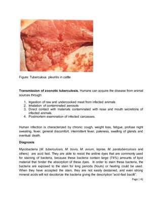 Page | 41
Figure: Tuberculous pleuritis in cattle
Transmission of zoonotic tuberculosis. Humans can acquire the disease from animal
sources through:
1. Ingestion of raw and undercooked meat from infected animals
2. Inhalation of contaminated aerosols
3. Direct contact with materials contaminated with nose and mouth secretions of
infected animals
4. Postmortem examination of infected carcasses.
Human infection is characterized by chronic cough, weight loss, fatigue, profuse night
sweating, fever, general discomfort, intermittent fever, paleness, swelling of glands and
eventual death.
Diagnosis
Mycobacteria (M. tuberculosis, M. bovis, M. avium, leprae, M. paratuberculosis and
others) are acid fast. They are able to resist the aniline dyes that are commonly used
for staining of bacteria, because these bacteria contain large (74%) amounts of lipid
material that hinder the absorption of these dyes. In order to stain these bacteria, the
bacteria are exposed to the stain for long periods (hours) or heating could be used.
When they have accepted the stain, they are not easily destained, and even strong
mineral acids will not decolorize the bacteria giving the description “acid-fast bacilli”.
 