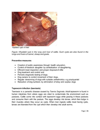 Page | 46
Hydatid cyst in liver
Figure: Hhydatid cyst in the lung and liver of cattle. Such cysts are also found in the
lungs and livers of camel, sheep and goats.
Preventive measures
 Creation of public awareness through health education,
 Control of livestock slaughter by centralization of slaughtering,
 Efficient meat inspection and proper disposal of offal
 Dog treatment and control and
 Periodic diagnostic testing of dogs.
 Dog owners to control movement of their dogs.
 Regular deworming of dogs with suitable anthelmintics e.g praziquantel
 Reduction of dog numbers by elimination of stray and surplus dogs
Tapeworm infection (taeniasis)
Taeniasis is a parasitic disease caused by Taenia Saginata. Adult tapeworm is found in
human intestines from where eggs are shed to contaminate the environment such as
pastures. Cattle come into contact with tapeworm eggs while grazing in these pastures
and consume them with the pasture. The eggs develop into larvae, which then lodge in
their muscles where they occur as cysts. When man ingests cattle meat having cysts,
larvae are liberated from the cyst which then develop into adult worms.
 