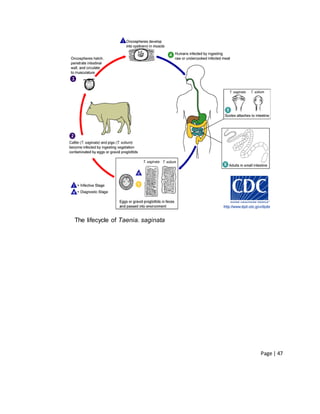 Page | 47
The lifecycle of Taenia. saginata
 