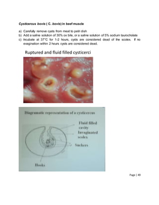 Page | 49
Cysticercus bovis ( C. bovis) in beef muscle
a) Carefully remove cysts from meat to petri dish
b) Add a saline solution of 30% ox bile, or a saline solution of 5% sodium taurocholate
c) Incubate at 37°C for 1-2 hours, cysts are considered dead of the scolex. If no
evagination within 2 hours cysts are considered dead.
Ruptured and fluid filled cysticerci
 