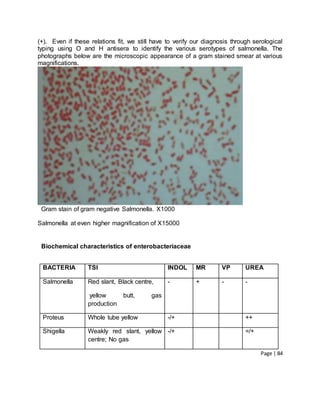 Page | 84
(+). Even if these relations fit, we still have to verify our diagnosis through serological
typing using O and H antisera to identify the various serotypes of salmonella. The
photographs below are the microscopic appearance of a gram stained smear at various
magnifications.
Gram stain of gram negative Salmonella. X1000
Salmonella at even higher magnification of X15000
Biochemical characteristics of enterobacteriaceae
BACTERIA TSI INDOL MR VP UREA
Salmonella Red slant, Black centre,
yellow butt, gas
production
- + - -
Proteus Whole tube yellow -/+ ++
Shigella Weakly red slant, yellow
centre; No gas
-/+ =/+
 