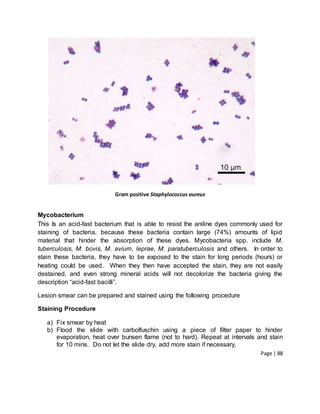 Page | 88
Gram positive Staphylococcus aureus
Mycobacterium
This Is an acid-fast bacterium that is able to resist the aniline dyes commonly used for
staining of bacteria, because these bacteria contain large (74%) amounts of lipid
material that hinder the absorption of these dyes. Mycobacteria spp. include M.
tuberculosis, M. bovis, M. avium, leprae, M. paratuberculosis and others. In order to
stain these bacteria, they have to be exposed to the stain for long periods (hours) or
heating could be used. When they then have accepted the stain, they are not easily
destained, and even strong mineral acids will not decolorize the bacteria giving the
description “acid-fast bacilli”.
Lesion smear can be prepared and stained using the following procedure
Staining Procedure
a) Fix smear by heat
b) Flood the slide with carbolfuschin using a piece of filter paper to hinder
evaporation, heat over bunsen flame (not to hard). Repeat at intervals and stain
for 10 mins. Do not let the slide dry, add more stain if necessary.
 