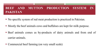 BEEF AND MUTTON PRODUCTION SYSTEM IN 
PAKISTAN 
 No specific system of red meat production is practiced in Pakistan. 
 Mostly the beef animals cows and buffaloes are kept for milk purpose. 
 Beef animals comes as by-products of dairy animals and from end of 
carrier animals. 
 Commercial beef farming (on very small scale) 
 