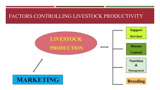 FACTORS CONTROLLING LIVESTOCK PRODUCTIVITY 
LIVESTOCK 
PRODUCTION 
Support 
Services 
Disease 
Control 
Nutrition 
& 
Management 
MARKETING Breeding 
 