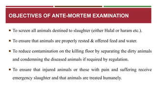OBJECTIVES OF ANTE-MORTEM EXAMINATION 
 To screen all animals destined to slaughter (either Halal or haram etc.). 
 To ensure that animals are properly rested & offered feed and water. 
 To reduce contamination on the killing floor by separating the dirty animals 
and condemning the diseased animals if required by regulation. 
 To ensure that injured animals or those with pain and suffering receive 
emergency slaughter and that animals are treated humanely. 
 