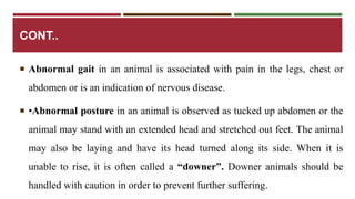 CONT.. 
 Abnormal gait in an animal is associated with pain in the legs, chest or 
abdomen or is an indication of nervous disease. 
 •Abnormal posture in an animal is observed as tucked up abdomen or the 
animal may stand with an extended head and stretched out feet. The animal 
may also be laying and have its head turned along its side. When it is 
unable to rise, it is often called a “downer”. Downer animals should be 
handled with caution in order to prevent further suffering. 
 