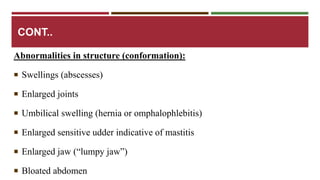 CONT.. 
Abnormalities in structure (conformation): 
 Swellings (abscesses) 
 Enlarged joints 
 Umbilical swelling (hernia or omphalophlebitis) 
 Enlarged sensitive udder indicative of mastitis 
 Enlarged jaw (“lumpy jaw”) 
 Bloated abdomen 
 