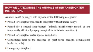 HOW WE CATEGORIZE THE ANIMALS AFTER ANTEMORTEM 
INSPECTION? 
Animals could be judged into any one of the following categories: 
 Passed for slaughter (proceed to slaughter without undue delay). 
 Passed for a second ante-mortem (animals insufficiently rested, or are 
temporarily affected by a physiological or metabolic condition.). 
 Passed for slaughter under special conditions. 
 Condemned (due to the presence of meat-borne hazards, occupational 
health hazards). 
 Emergency slaughter. 
 