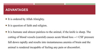 ADVANTAGES 
 It is ordered by Allah Almighty. 
 It is question of faith and religion. 
 It is humane and almost painless to the animal, if the knife is sharp. The 
cutting of blood vessels (carotid) causes acute blood loss --> CSF pressure 
fall down rapidly and results into instantaneous anemia of brain and the 
animal is rendered incapable of feeling any pain or discomfort. 
 