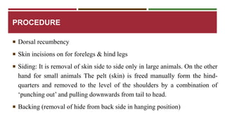 PROCEDURE 
 Dorsal recumbency 
 Skin incisions on for forelegs & hind legs 
 Siding: It is removal of skin side to side only in large animals. On the other 
hand for small animals The pelt (skin) is freed manually form the hind-quarters 
and removed to the level of the shoulders by a combination of 
‘punching out’ and pulling downwards from tail to head. 
 Backing (removal of hide from back side in hanging position) 
 