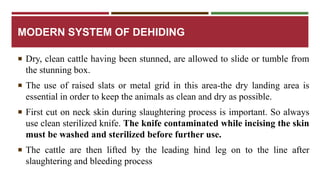 MODERN SYSTEM OF DEHIDING 
 Dry, clean cattle having been stunned, are allowed to slide or tumble from 
the stunning box. 
 The use of raised slats or metal grid in this area-the dry landing area is 
essential in order to keep the animals as clean and dry as possible. 
 First cut on neck skin during slaughtering process is important. So always 
use clean sterilized knife. The knife contaminated while incising the skin 
must be washed and sterilized before further use. 
 The cattle are then lifted by the leading hind leg on to the line after 
slaughtering and bleeding process 
 