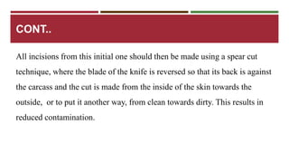 CONT.. 
All incisions from this initial one should then be made using a spear cut 
technique, where the blade of the knife is reversed so that its back is against 
the carcass and the cut is made from the inside of the skin towards the 
outside, or to put it another way, from clean towards dirty. This results in 
reduced contamination. 
 