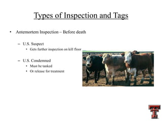 Tag Suspect Meat Inspection for the hotel managements students | PPT