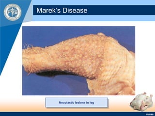 Marek’s DiseaseNeoplastic lesions in leg