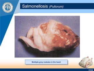 Salmonellosis (Pullorum)Multiple grey nodules in the heart