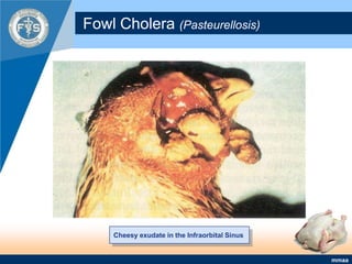 Fowl Cholera (Pasteurellosis)Cheesy exudate in the Infraorbital Sinus