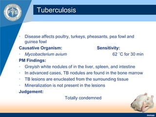 Tuberculosis Disease affects poultry, turkeys, pheasants, pea fowl and guinea fowlCausative Organism:			Sensitivity:Mycobacterium avium 			62 ˚C for 30 minPM Findings:Greyish white nodules of in the liver, spleen, and intestine In advanced cases, TB nodules are found in the bone marrow TB lesions are enucleated from the surrounding tissue Mineralization is not present in the lesions Judgement:Totally condemned 