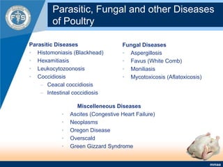 Parasitic, Fungal and other Diseases of PoultryParasitic DiseasesHistomoniasis (Blackhead)HexamitiasisLeukocytozoonosis Coccidiosis Ceacal coccidiosisIntestinal coccidiosis Fungal DiseasesAspergillosis