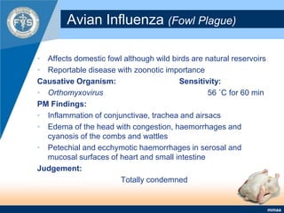 Avian Influenza (Fowl Plague)Affects domestic fowl although wild birds are natural reservoirsReportable disease with zoonotic importanceCausative Organism:			Sensitivity:Orthomyxovirus				56 ˚C for 60 minPM Findings:Inflammation of conjunctivae, trachea and airsacs Edema of the head with congestion, haemorrhages and cyanosis of the combs and wattlesPetechial and ecchymotic haemorrhages in serosal and mucosal surfaces of heart and small intestineJudgement:Totally condemned