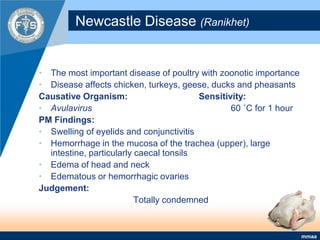 Newcastle Disease (Ranikhet)The most important disease of poultry with zoonotic importanceDisease affects chicken, turkeys, geese, ducks and pheasantsCausative Organism: 			Sensitivity:Avulavirus 					60 ˚C for 1 hourPM Findings:Swelling of eyelids and conjunctivitisHemorrhage in the mucosa of the trachea (upper), large intestine, particularly caecal tonsils Edema of head and neckEdematous or hemorrhagic ovariesJudgement:Totally condemned 