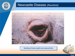 Newcastle Disease (Ranikhet)Swelling of lower eyelid and conjunctivitis