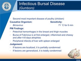 Infectious Bursal Disease(Gumboro)Second most important disease of poultry (chicken)Causative Organism:			Sensitivity:Birnavirus					71 ˚C for 6 minPM Findings:Petechial hemorrhages in the breast and thigh musclesBursa of Fabricius is at first enlarged, inflammed and cheesy and after 4-8 days atrophiesPeripheral infarcts of liver with spleen enlargedJudgement:If lesions are localized, it is partially condemnedIf lesions are generalized, it is totally condemned
