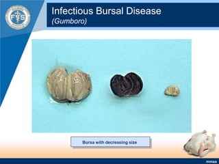 Infectious Bursal Disease (Gumboro)Bursa with decreasing size
