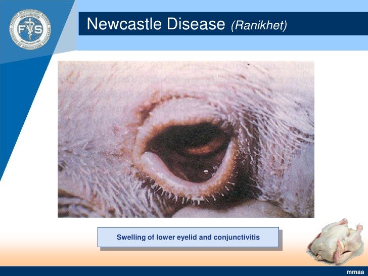 Meat Inspection In Poultry