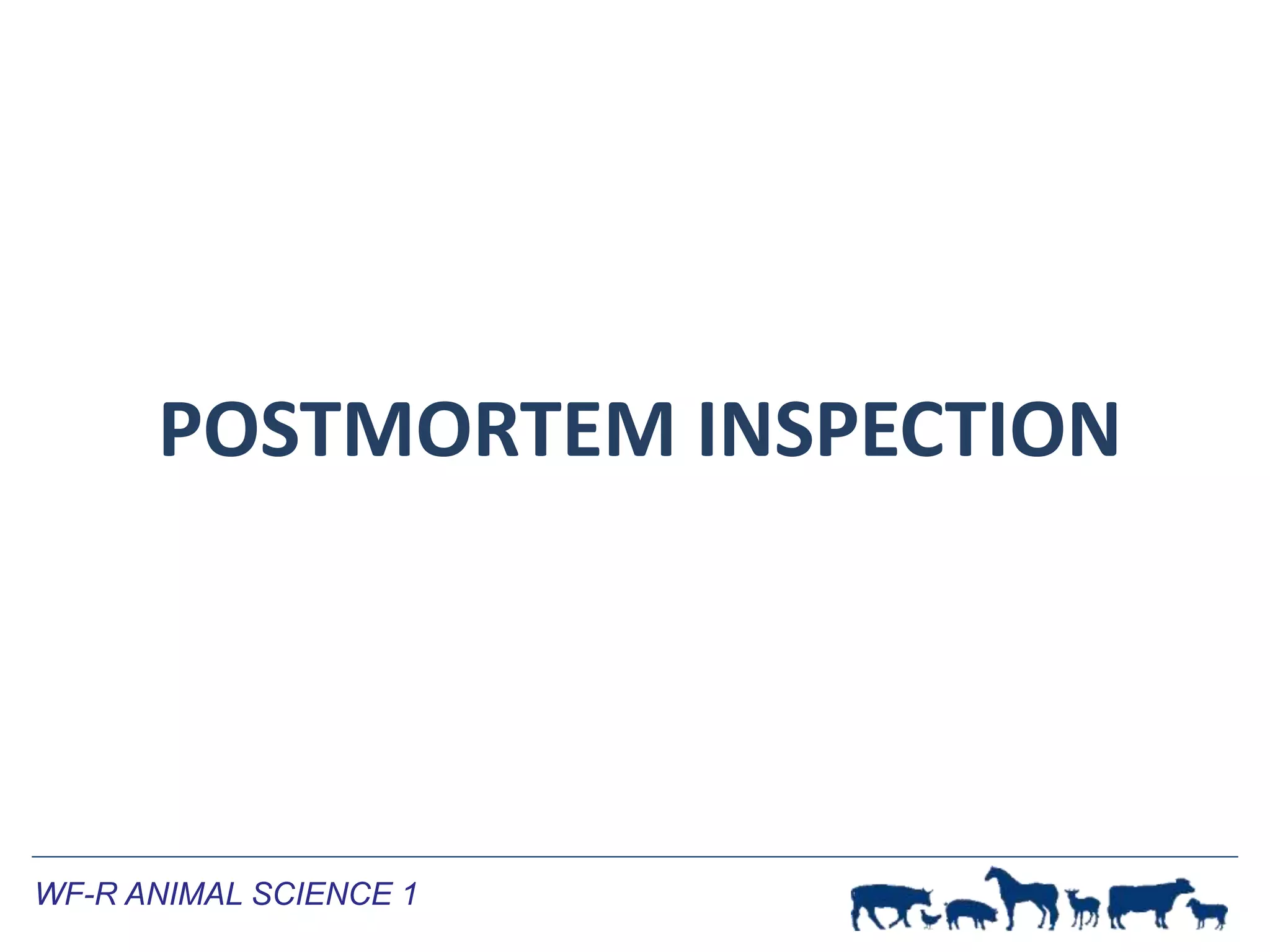 Meat Inspection Procedures | PPTX