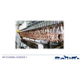 Meat Inspection Procedures | PPTX