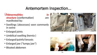 Antemortem Inspection...
Abnormalities in
structure (conformation) are
manifested by:
• Swellings (abscesses) seen commonly
in swine
• Enlarged joints
• Umbilical swelling (hernia )
• Enlarged/painful breasts
• Enlarged jaw (“lumpy jaw”)
• Bloated abdomen
 