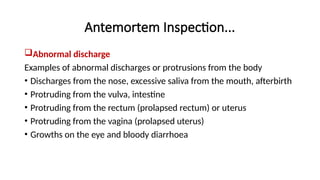Antemortem Inspection...
Abnormal discharge
Examples of abnormal discharges or protrusions from the body
• Discharges from the nose, excessive saliva from the mouth, afterbirth
• Protruding from the vulva, intestine
• Protruding from the rectum (prolapsed rectum) or uterus
• Protruding from the vagina (prolapsed uterus)
• Growths on the eye and bloody diarrhoea
 