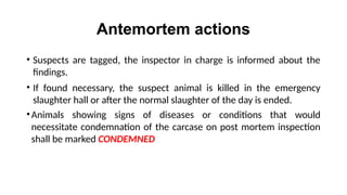 Antemortem actions
• Suspects are tagged, the inspector in charge is informed about the
findings.
• If found necessary, the suspect animal is killed in the emergency
slaughter hall or after the normal slaughter of the day is ended.
•Animals showing signs of diseases or conditions that would
necessitate condemnation of the carcase on post mortem inspection
shall be marked CONDEMNED
 