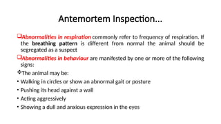 Antemortem Inspection...
Abnormalities in respiration commonly refer to frequency of respiration. If
the breathing pattern is different from normal the animal should be
segregated as a suspect
Abnormalities in behaviour are manifested by one or more of the following
signs:
The animal may be:
• Walking in circles or show an abnormal gait or posture
• Pushing its head against a wall
• Acting aggressively
• Showing a dull and anxious expression in the eyes
 