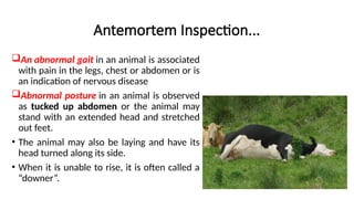 Antemortem Inspection...
An abnormal gait in an animal is associated
with pain in the legs, chest or abdomen or is
an indication of nervous disease
Abnormal posture in an animal is observed
as tucked up abdomen or the animal may
stand with an extended head and stretched
out feet.
• The animal may also be laying and have its
head turned along its side.
• When it is unable to rise, it is often called a
“downer”.
 